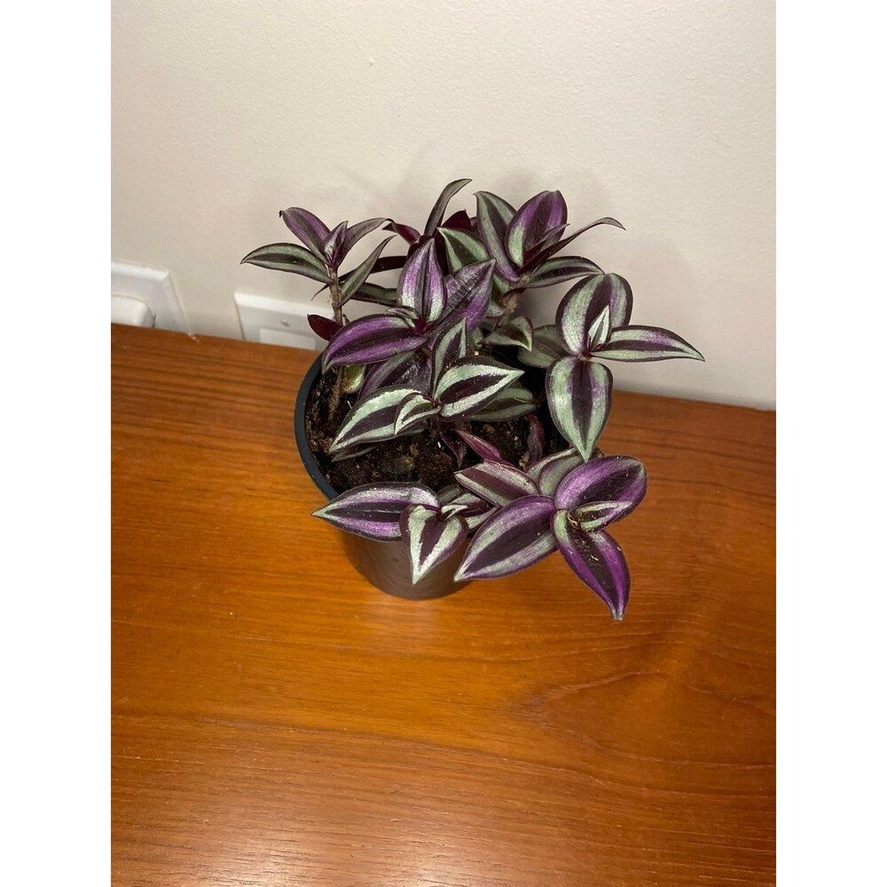 Wandering Jew tradescantia zebrina Potted Live House plant (indoor or outdoor) - Picture 3 of 4